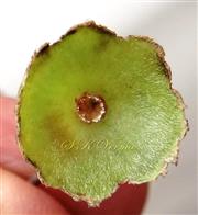  Calyx - Saucer-shaped and pubescent on inner side